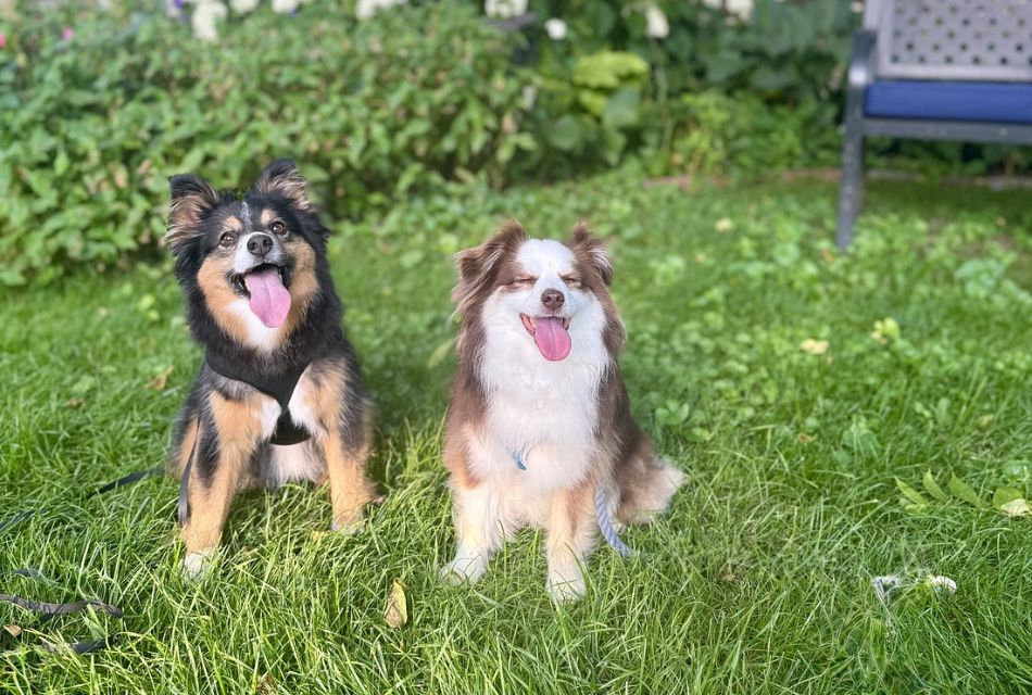 Two Dogs in Front Yard of Battlefield Bed & Breakfast Inn in Gettysburg, PA
