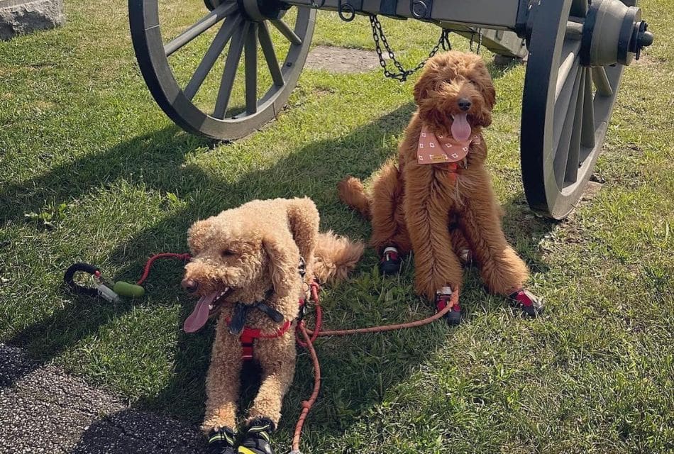 Traveling With Dogs