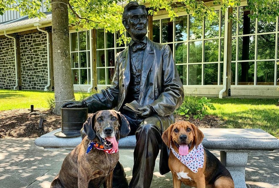 Traveling With Dogs